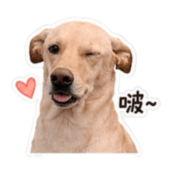 Kuri Good Dog!