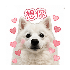 泡泡的日常情緒包