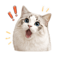 FluffyMoko錢多與胖胖虎