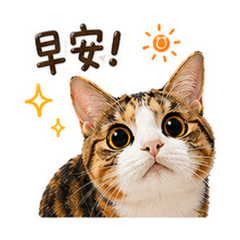 三花貓是最棒的