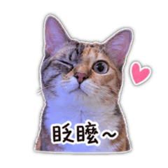 貓貓療癒包ꉂ(˵˃ ᗜ ˂˵)