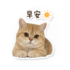 小乖日常習慣