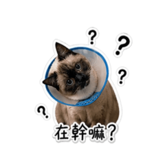咪咪之語
