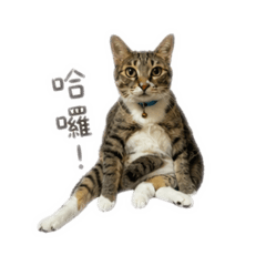 BooBoo虎斑貓