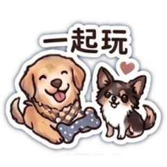 黃金獵犬美美