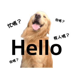黃金獵犬❤️中平