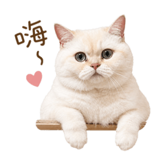 奶油熊（寶兒）日常貼圖