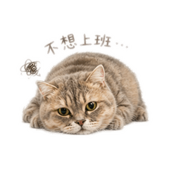 Niuniu不想上班～