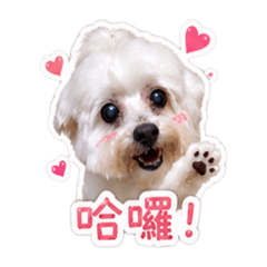 嗨！我叫ㄅㄨㄅㄨ