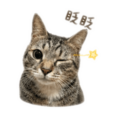 海膽日常