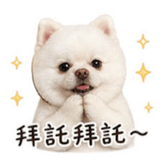博美熊熊