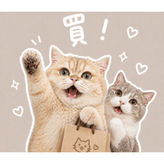可愛的兩隻小貓咪