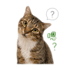 豬寶寶的貓咪們