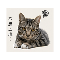 楊芋片騙子
