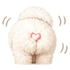 等待主人下班的比熊♡