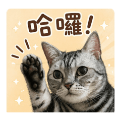 美金（金金）