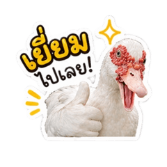 Kikitheangryduck