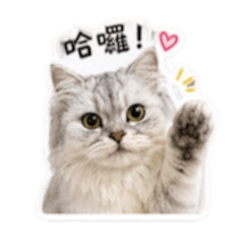 我是小花～