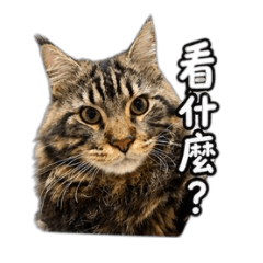 咖啡與玉米喵2