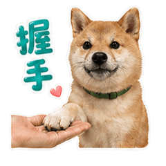 Shiba Inu Digua Daily Training Stickers