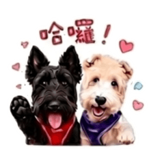 剛毛獵狐㹴維尼姐姐&蘇格蘭㹴歐元弟弟