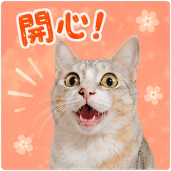 南投虎斑貓的日常生活