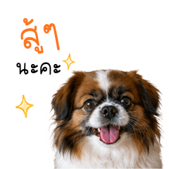 Mixed Breed Doggy