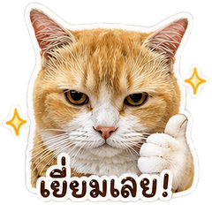 Nong Kungz CuteCute