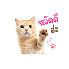 Lovely Cat by Charging