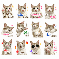 Taohoo (Tofu) the Cat