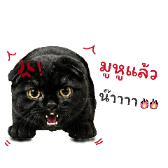SeeEw1