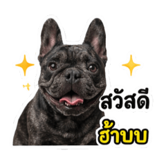 Jojo The Frenchie