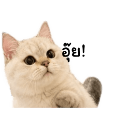 Meow Sushi Cat