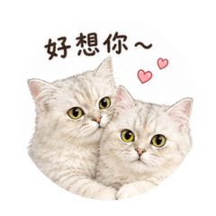 NiNi醬出沒