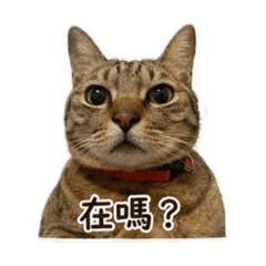 咪咪醬Meme
