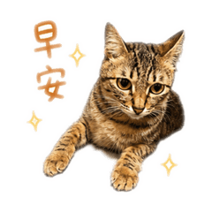咪幾小貓日常1