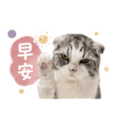 歐莉醬膩