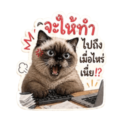 Kamonchanok_20260501003045