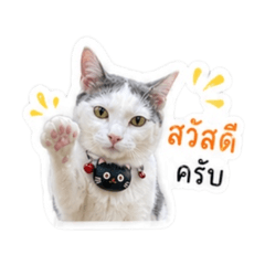 Khanom Bueang Office Cat