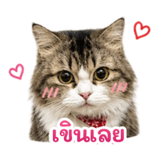 TomtunFamily