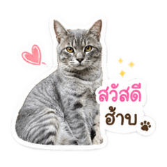 Meow with Love_20260430111702