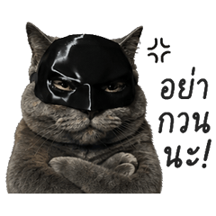Mister Bat Meow