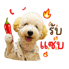 Gotji Crazy Dog