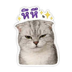 MollyCat_Allnew