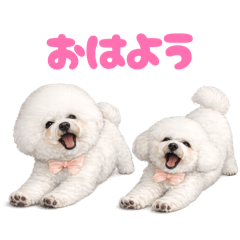 DOG STAMP ORDER_20260503172029