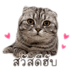 The eight kitties_20260501112223