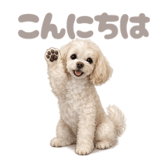 DOG STAMP ORDER_20260503180749
