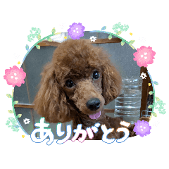 latte_20260502005016