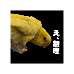 Peku_20260502121436