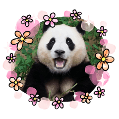 福寶的寶